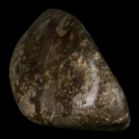 2.4" Sauropod Dinosaur Stomach Stone Gastrolith Rock Gizzard Stone COA - Fossil Age Minerals