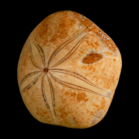 64MM Pygurus Marmonti Sea Urchin Fossil Sand Dollar Jurassic Age Madagascar - Fossil Age Minerals