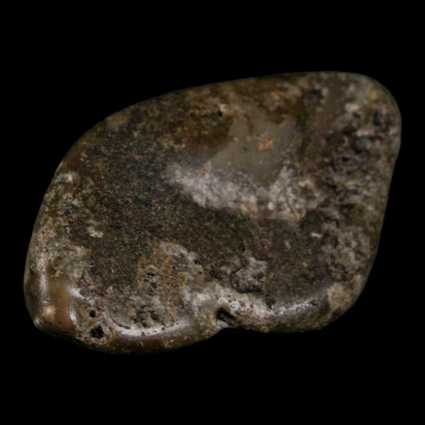 2.4" Sauropod Dinosaur Stomach Stone Gastrolith Rock Gizzard Stone COA - Fossil Age Minerals