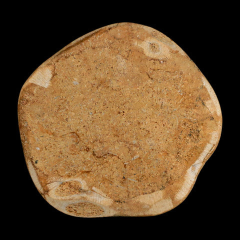 64MM Pygurus Marmonti Sea Urchin Fossil Sand Dollar Jurassic Age Madagascar - Fossil Age Minerals