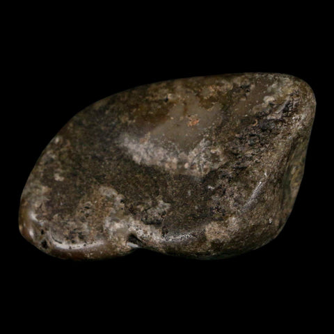 2.4" Sauropod Dinosaur Stomach Stone Gastrolith Rock Gizzard Stone COA - Fossil Age Minerals