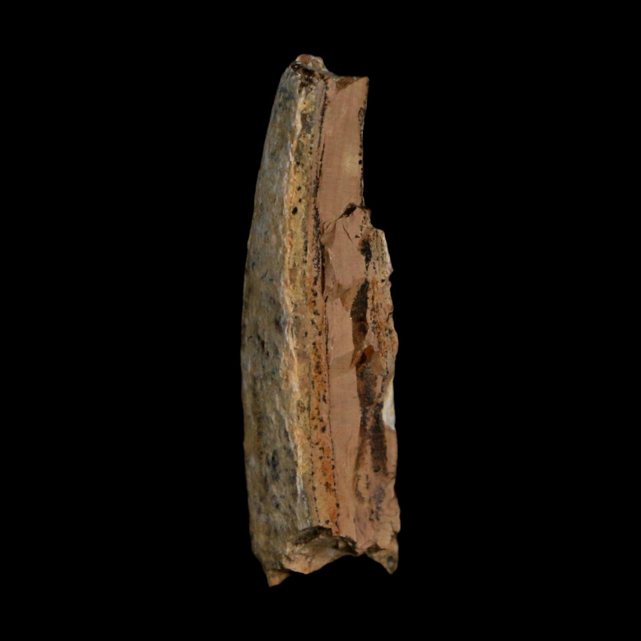 1.3" Tyrannosaurus Rex Fossil Tooth Section Lance Creek Cretaceous Dinosaur WY COA