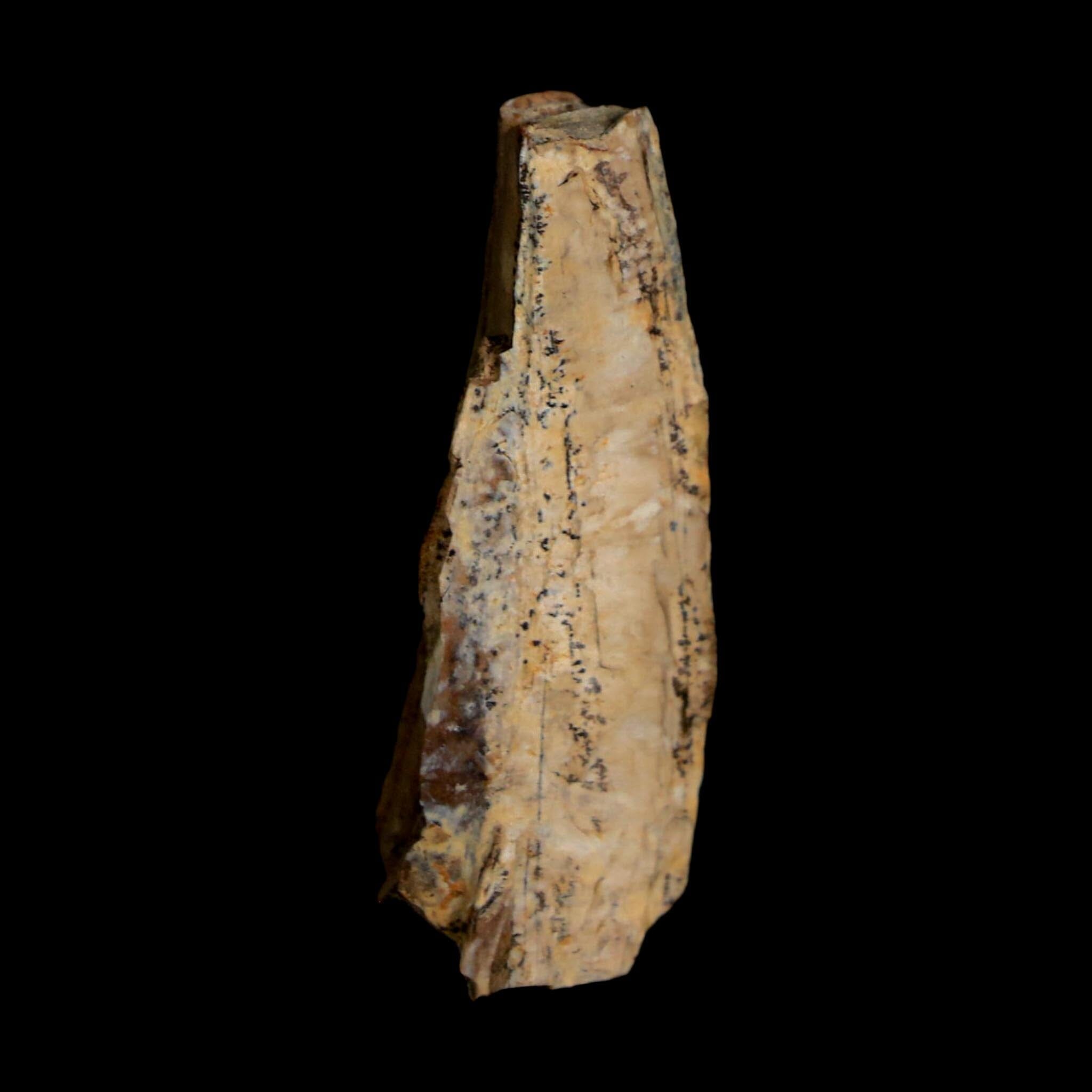 1.3" Tyrannosaurus Rex Fossil Tooth Section Lance Creek Cretaceous Dinosaur WY COA