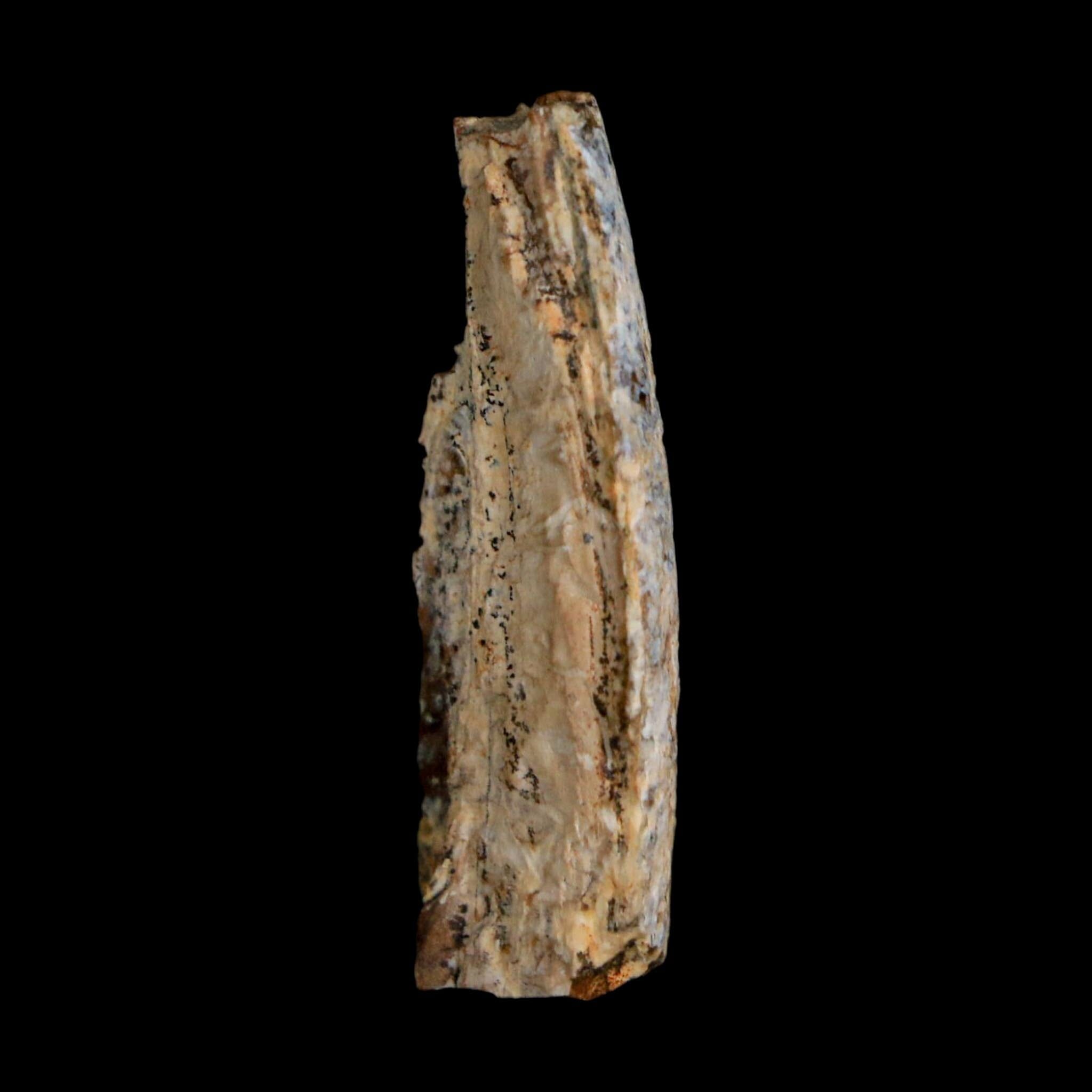 1.3" Tyrannosaurus Rex Fossil Tooth Section Lance Creek Cretaceous Dinosaur WY COA