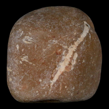 2.1" Sauropod Dinosaur Stomach Stone Gastrolith Rock Gizzard Stone COA