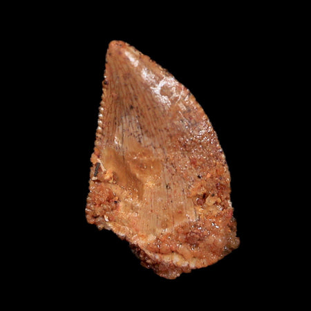 0.4" Abelisaur Serrated Tooth Fossil Cretaceous Age Dinosaur Morocco COA, Display