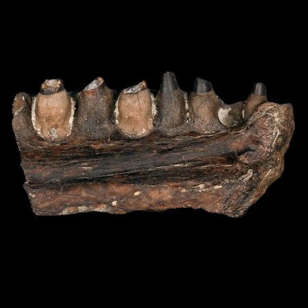 3" Pachyrhizodus Sp Fossil Fish Jaw Teeth Cretaceous Dinosaur Era Ozan FM Texas