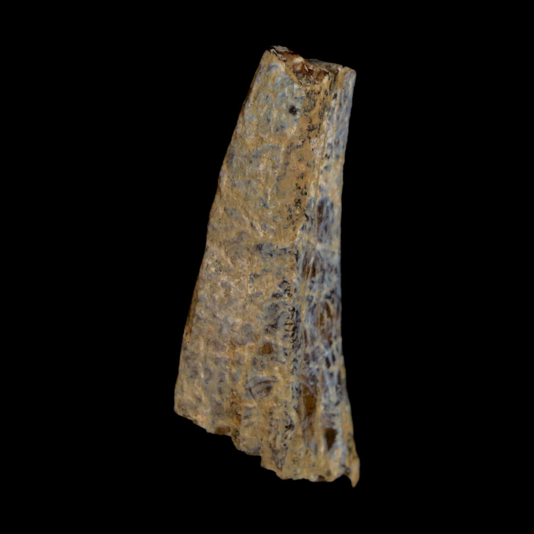 1.2" Tyrannosaurus Rex Fossil Tooth Section Lance Creek Cretaceous Dinosaur WY COA