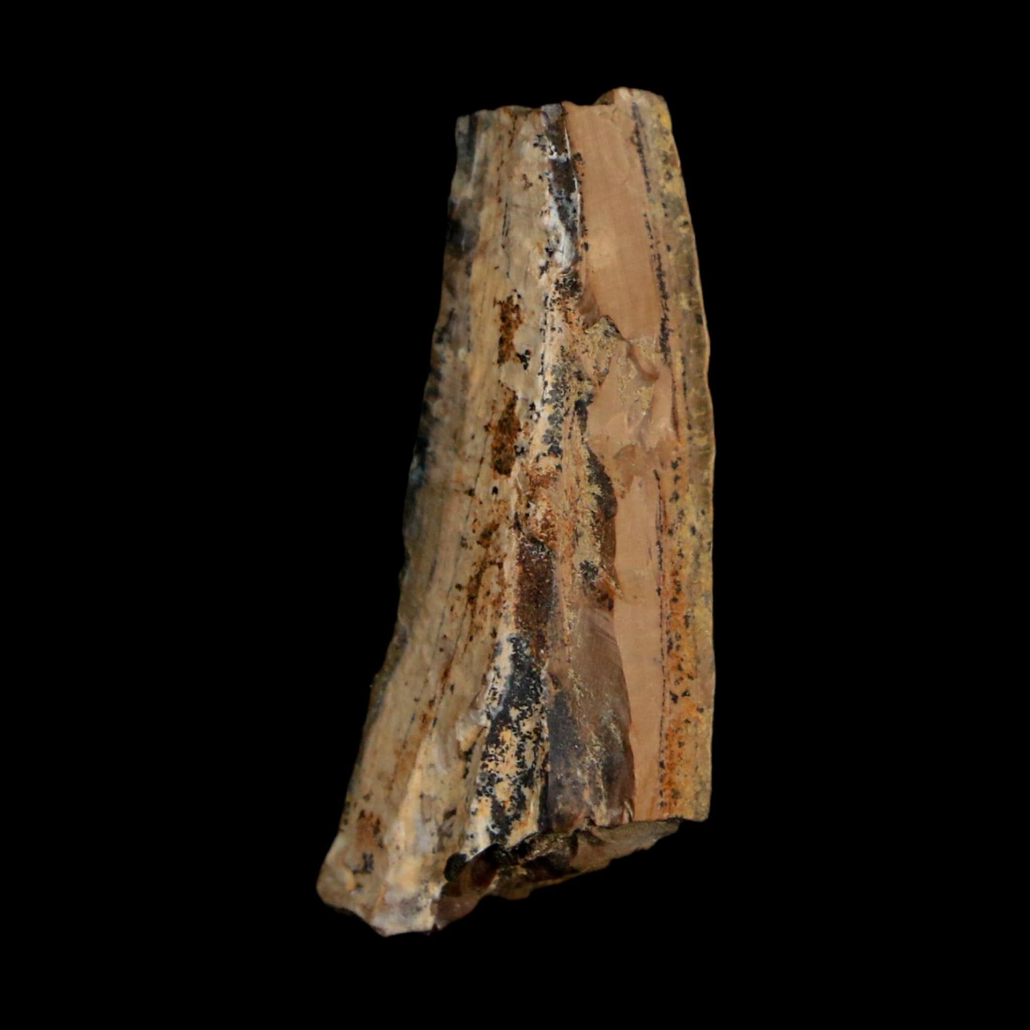 1.2" Tyrannosaurus Rex Fossil Tooth Section Lance Creek Cretaceous Dinosaur WY COA
