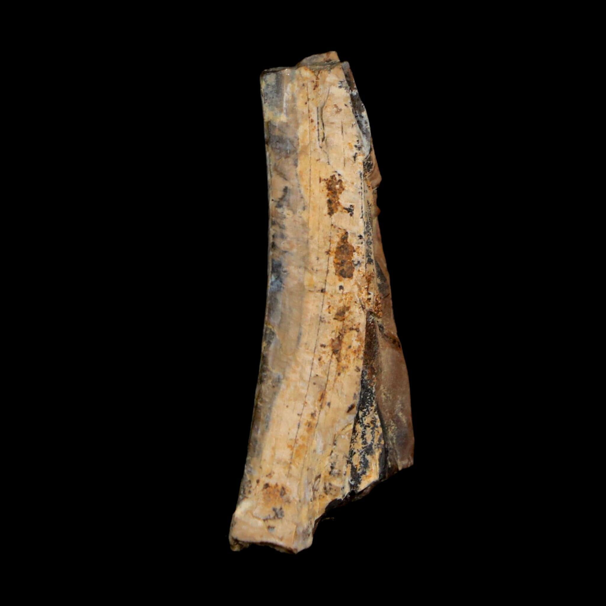 1.2" Tyrannosaurus Rex Fossil Tooth Section Lance Creek Cretaceous Dinosaur WY COA