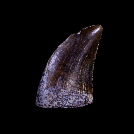 0.4" Nanotyrannus Tyrannosaurus Fossil Tooth Dinosaur Lance Creek WY COA Display