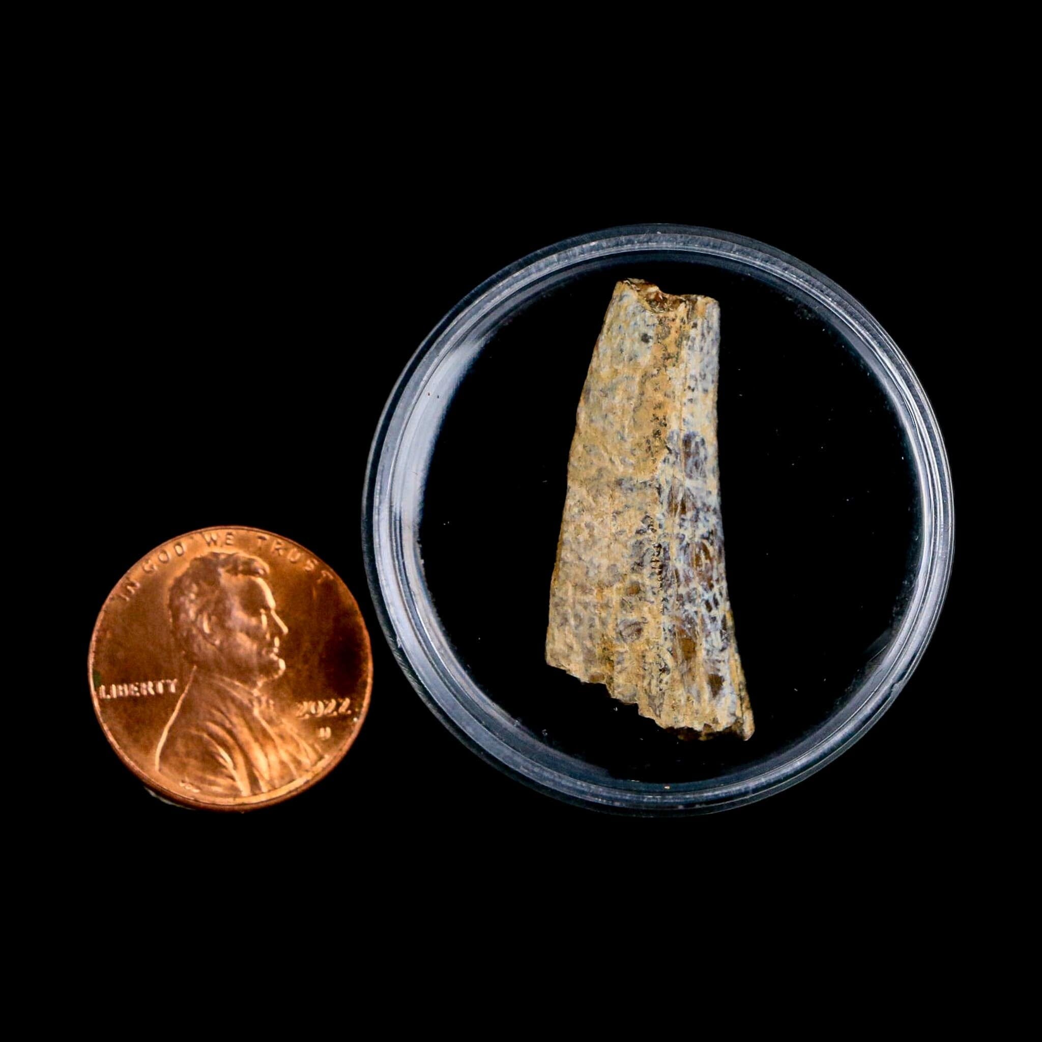 1.2" Tyrannosaurus Rex Fossil Tooth Section Lance Creek Cretaceous Dinosaur WY COA