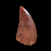 0.4" Abelisaur Serrated Tooth Fossil Cretaceous Age Dinosaur Morocco COA, Display
