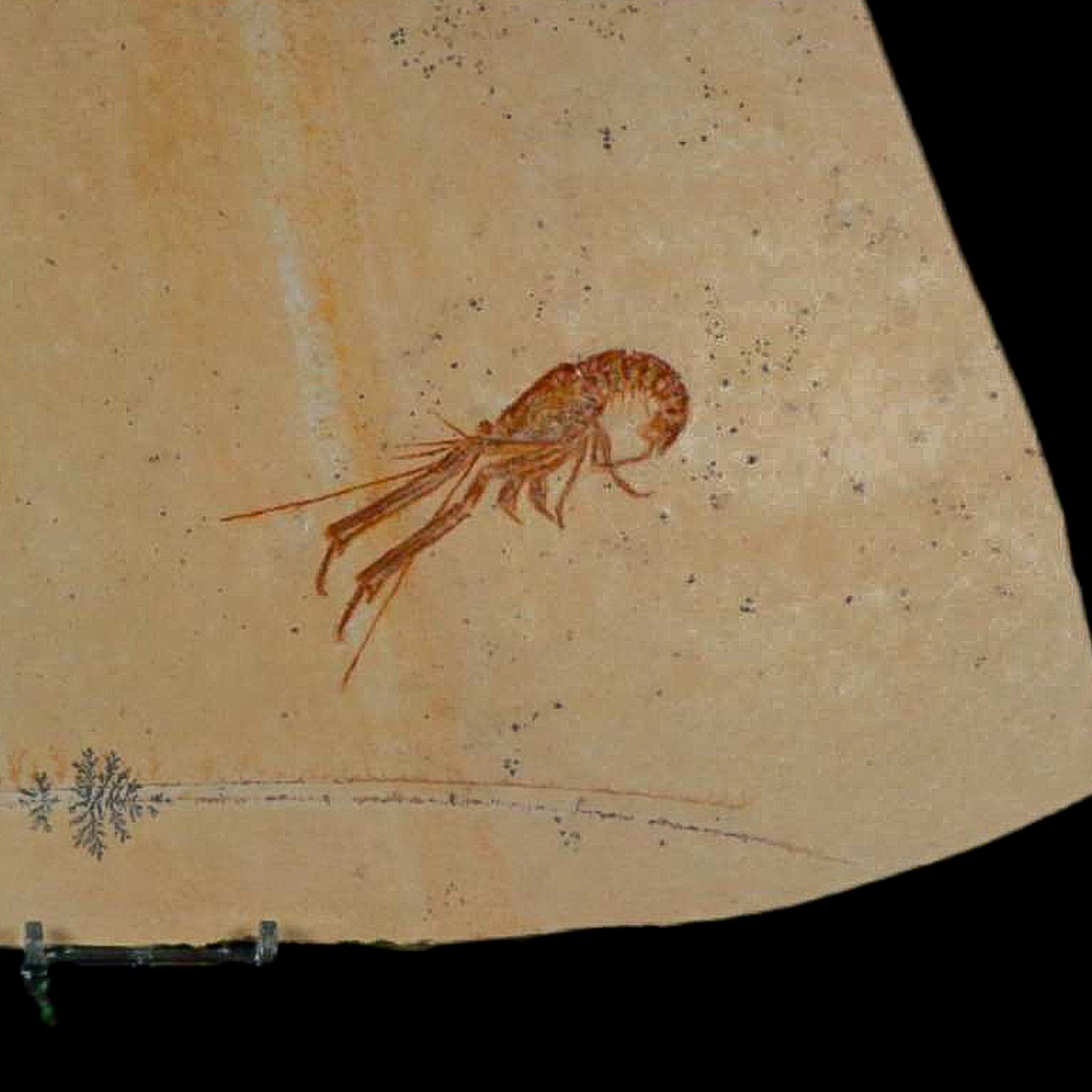 3.4" Mecochirus Fossil Lobster Upper Jurassic Age Solnhofen FM Germany Stand - Fossil Age Minerals