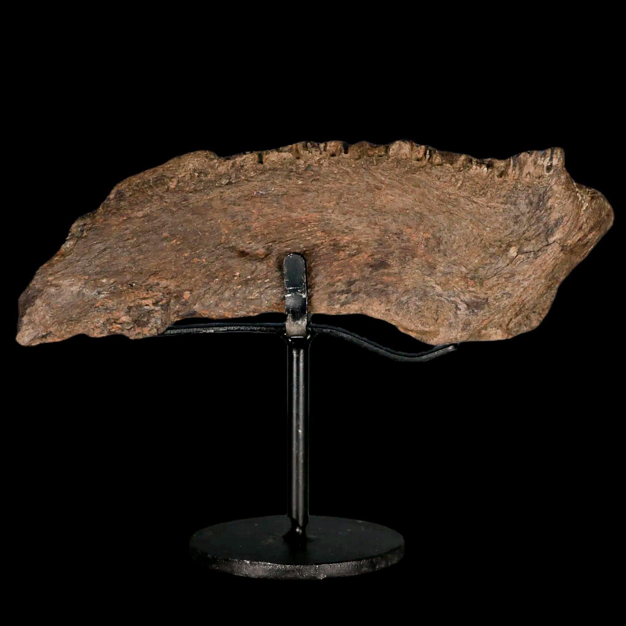 5.6" Apsopelix Sp Fossil Fish Jaw Section Cretaceous Dinosaur Era Ozan FM Texas - Fossil Age Minerals
