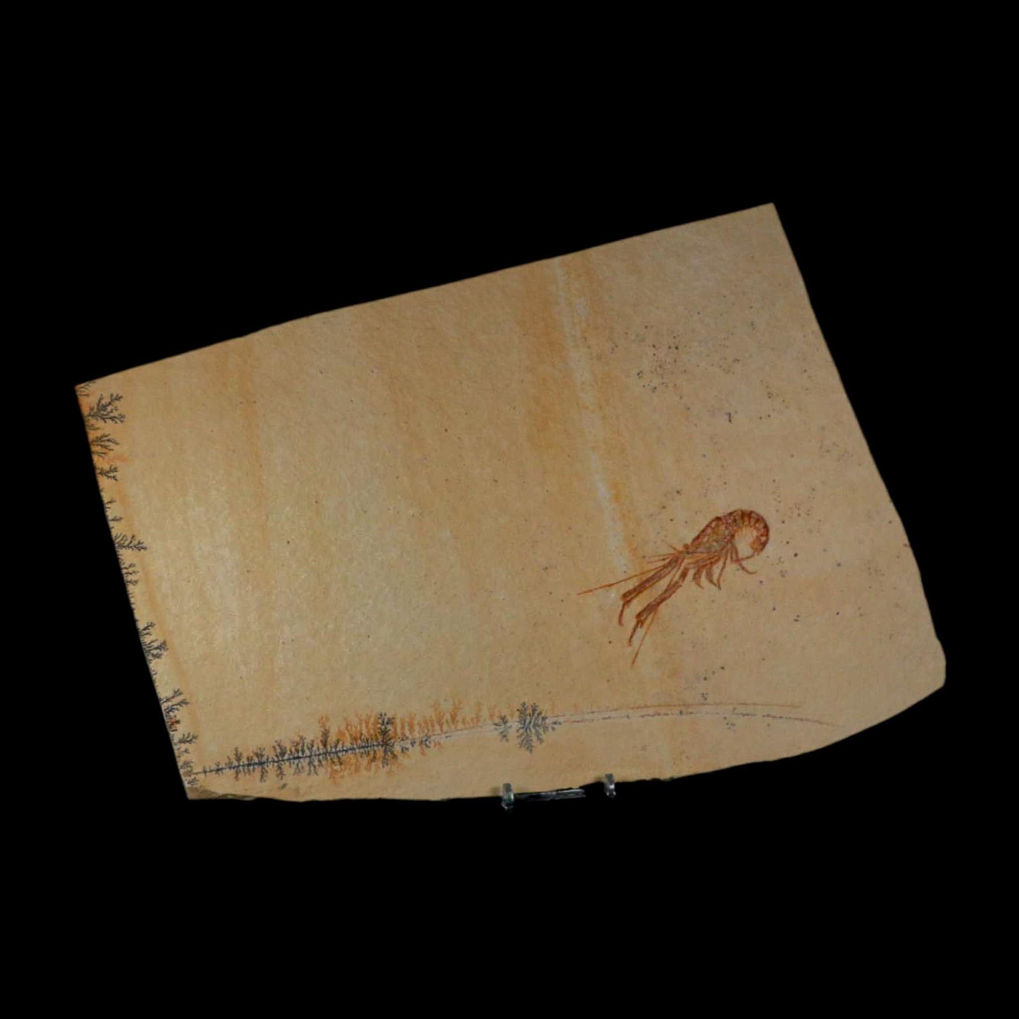 3.4" Mecochirus Fossil Lobster Upper Jurassic Age Solnhofen FM Germany Stand - Fossil Age Minerals