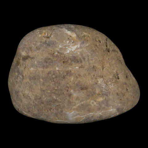 2.8" Sauropod Dinosaur Stomach Stone Gastrolith Rock Gizzard Stone COA - Fossil Age Minerals