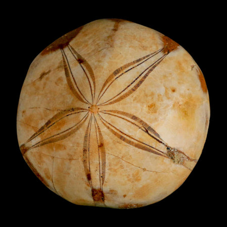 74MM Pygurus Marmonti Sea Urchin Fossil Sand Dollar Jurassic Age Madagascar