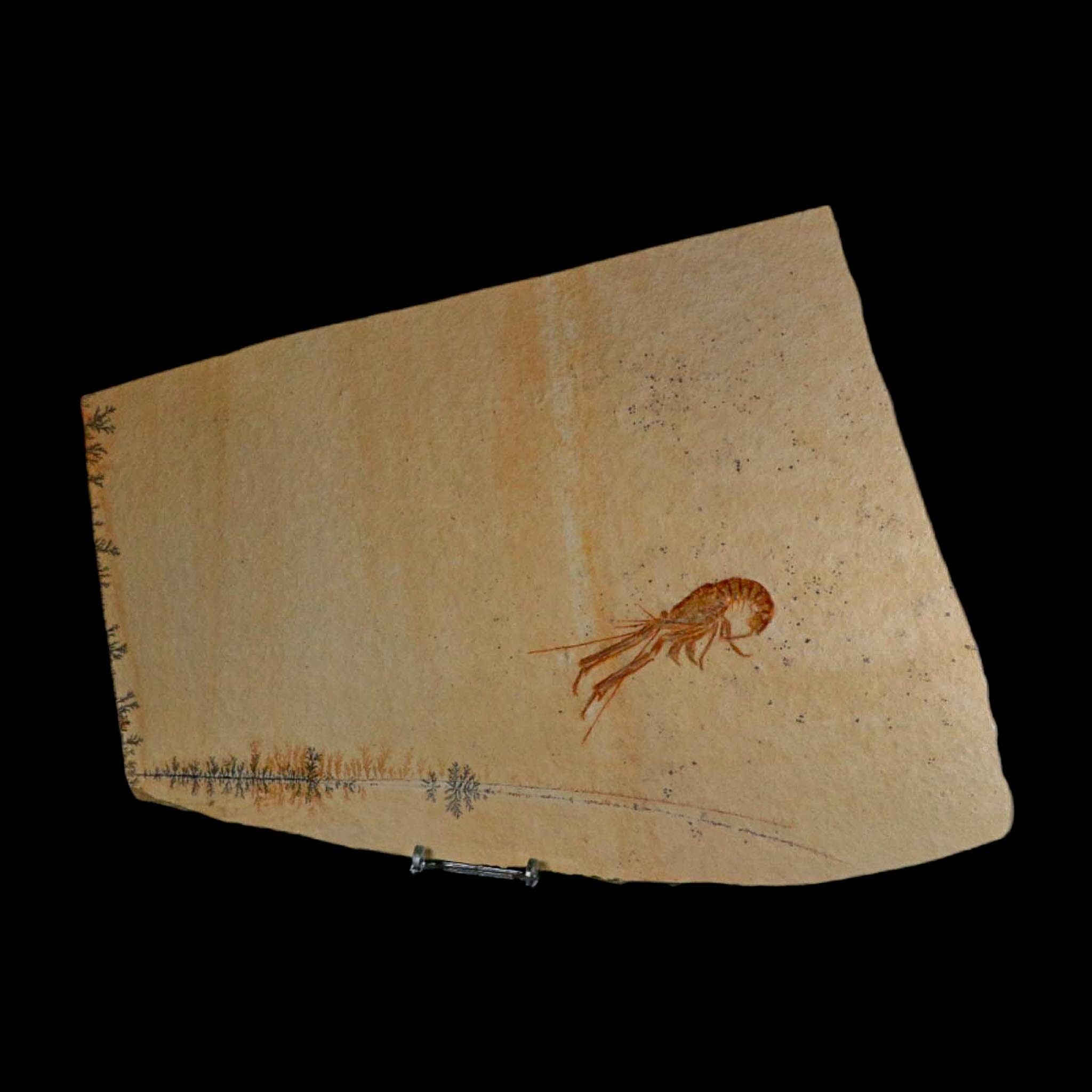 3.4" Mecochirus Fossil Lobster Upper Jurassic Age Solnhofen FM Germany Stand - Fossil Age Minerals