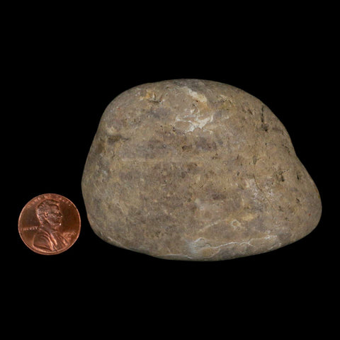 2.8" Sauropod Dinosaur Stomach Stone Gastrolith Rock Gizzard Stone COA - Fossil Age Minerals