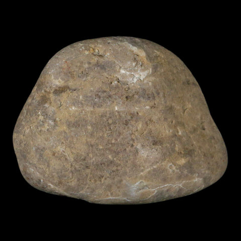 2.8" Sauropod Dinosaur Stomach Stone Gastrolith Rock Gizzard Stone COA - Fossil Age Minerals