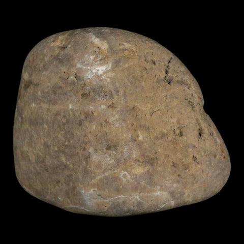 2.8" Sauropod Dinosaur Stomach Stone Gastrolith Rock Gizzard Stone COA - Fossil Age Minerals