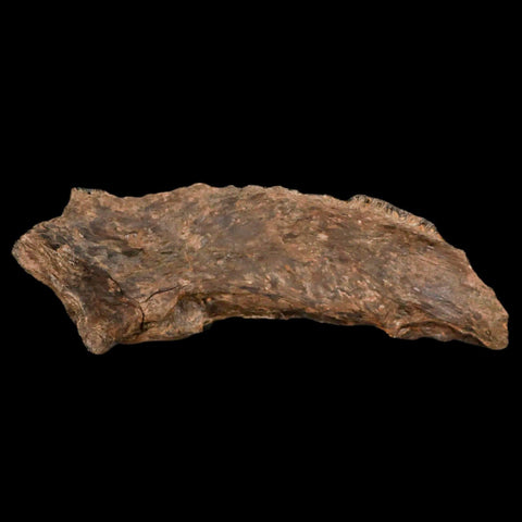 5.6" Apsopelix Sp Fossil Fish Jaw Section Cretaceous Dinosaur Era Ozan FM Texas - Fossil Age Minerals