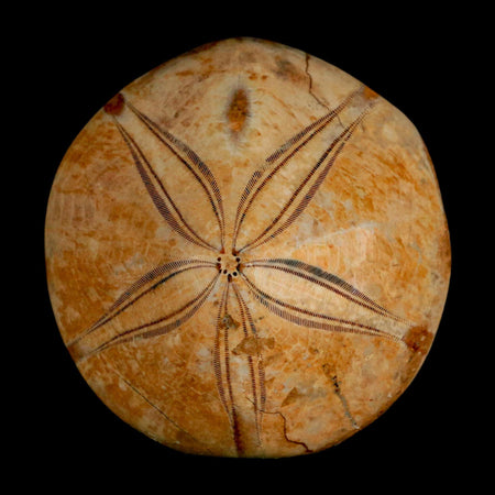 59MM Pygurus Marmonti Sea Urchin Fossil Sand Dollar Jurassic Age Madagascar