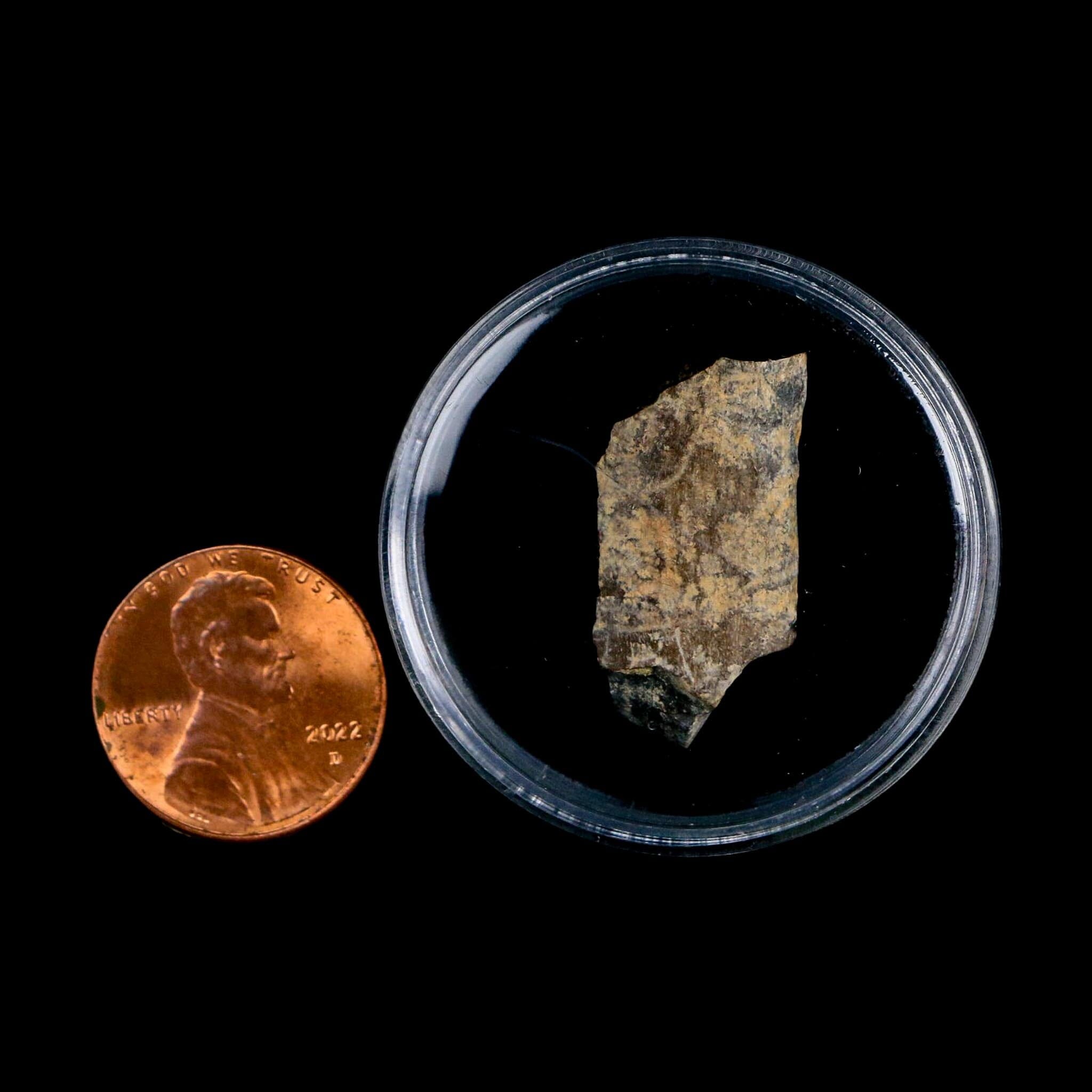 1" Tyrannosaurus Rex Fossil Tooth Section Lance Creek Cretaceous Dinosaur WY COA