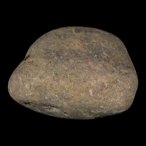 2.8" Sauropod Dinosaur Stomach Stone Gastrolith Rock Gizzard Stone COA - Fossil Age Minerals