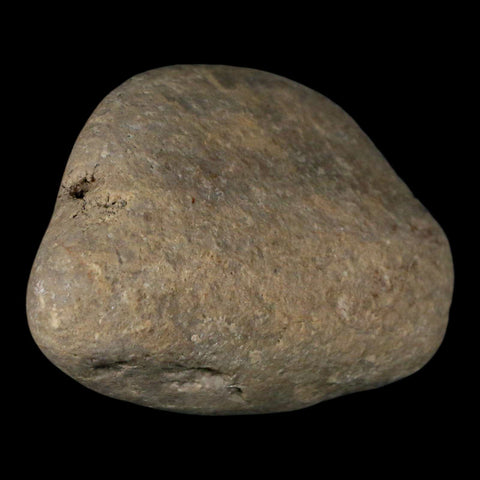 2.8" Sauropod Dinosaur Stomach Stone Gastrolith Rock Gizzard Stone COA - Fossil Age Minerals