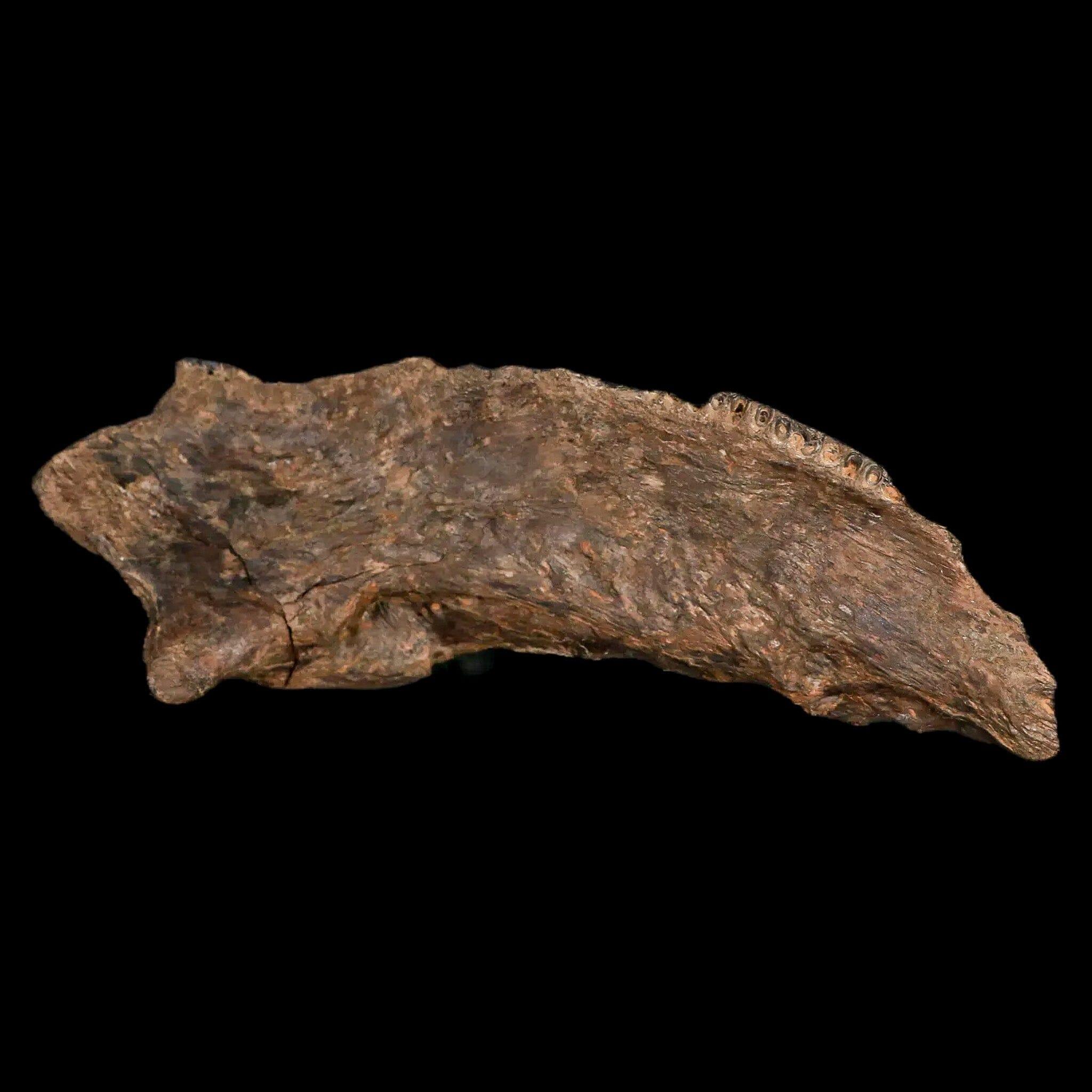 5.6" Apsopelix Sp Fossil Fish Jaw Section Cretaceous Dinosaur Era Ozan FM Texas - Fossil Age Minerals