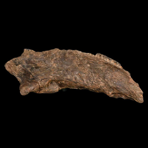 5.6" Apsopelix Sp Fossil Fish Jaw Section Cretaceous Dinosaur Era Ozan FM Texas - Fossil Age Minerals