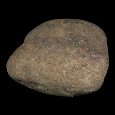 2.8" Sauropod Dinosaur Stomach Stone Gastrolith Rock Gizzard Stone COA - Fossil Age Minerals