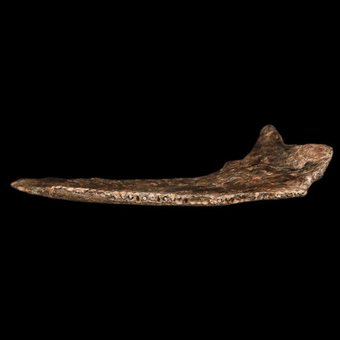 5.6" Apsopelix Sp Fossil Fish Jaw Section Cretaceous Dinosaur Era Ozan FM Texas - Fossil Age Minerals