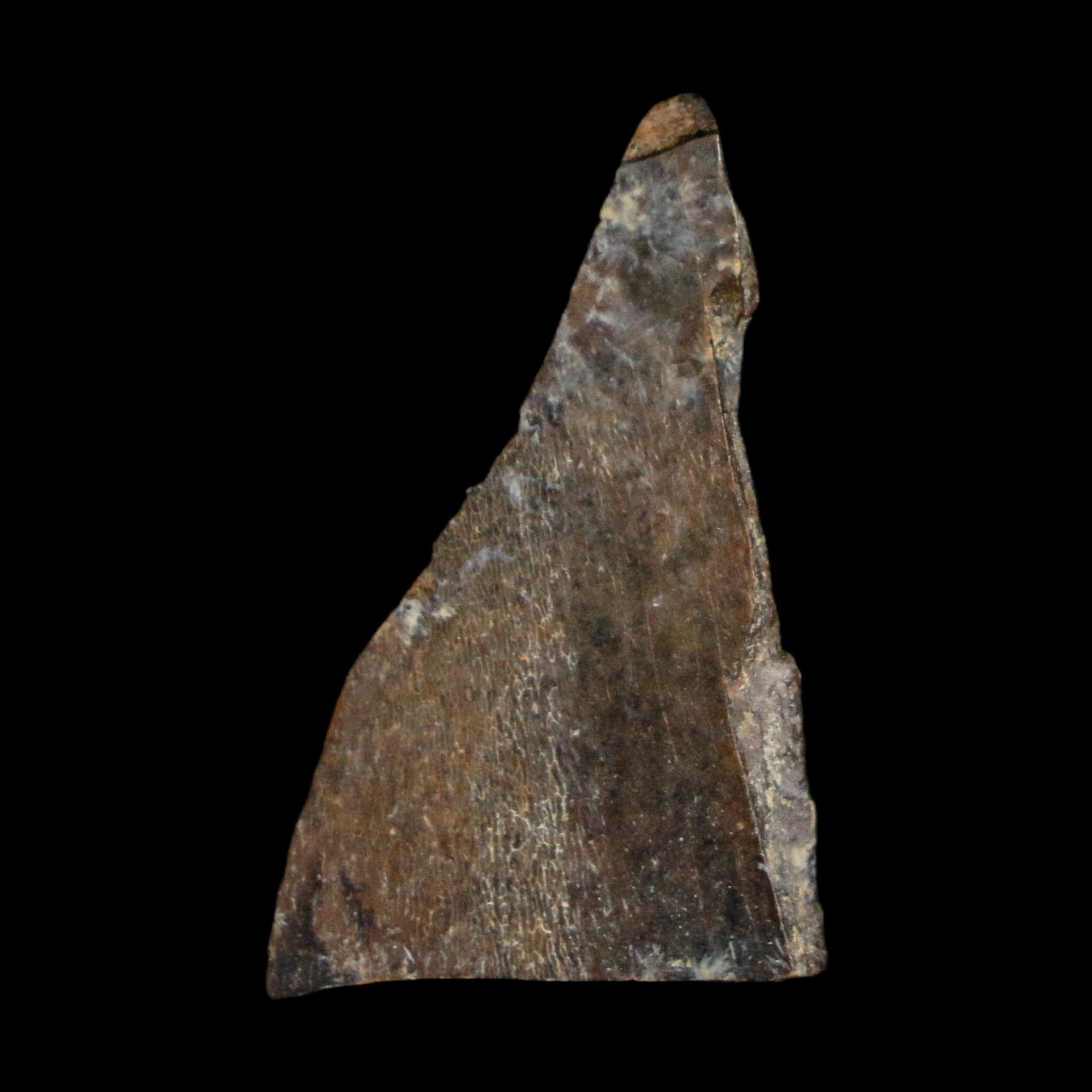 1" Tyrannosaurus Rex Fossil Tooth Section Lance Creek Cretaceous Dinosaur WY COA