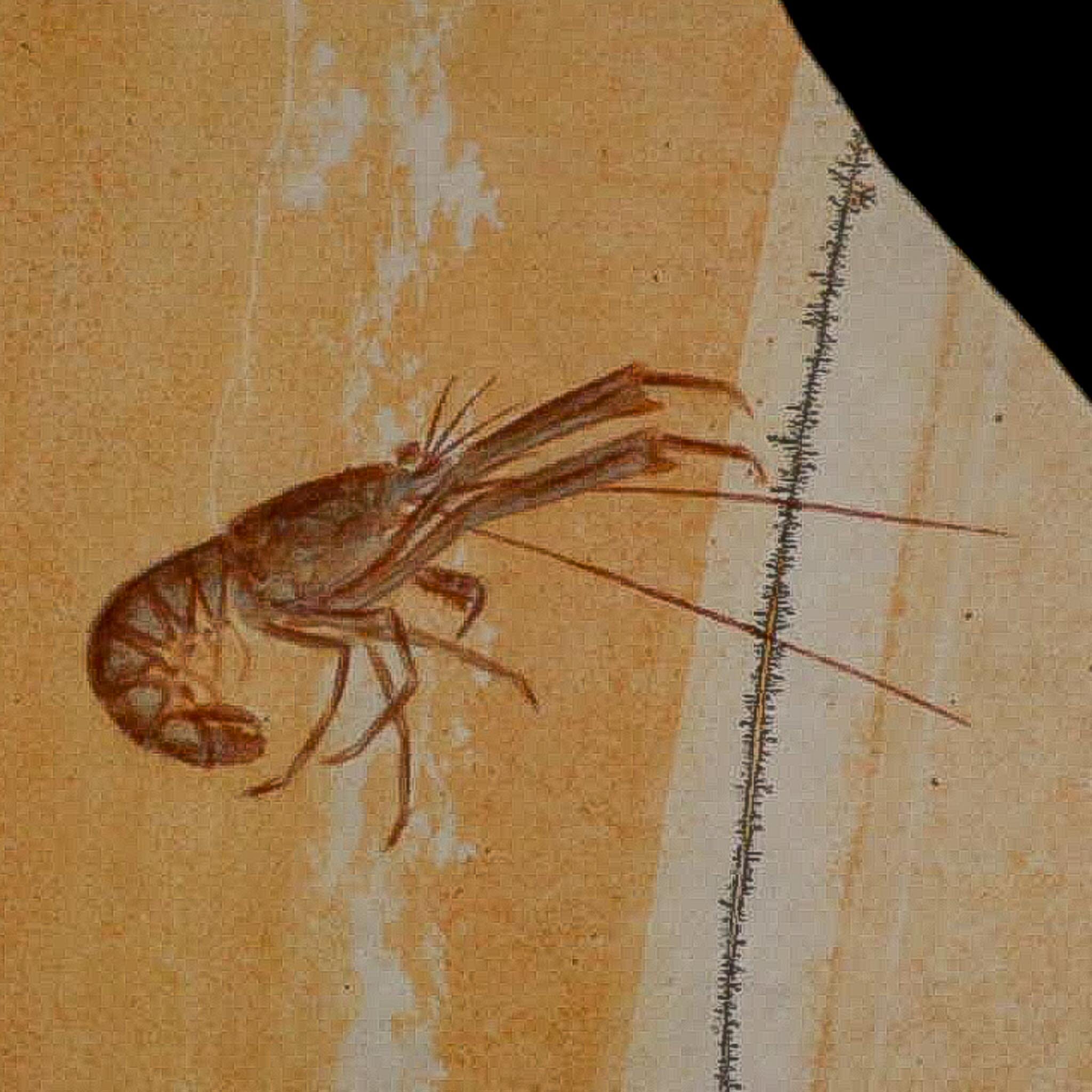 4.7" Mecochirus Fossil Lobster Upper Jurassic Age Solnhofen FM Germany Stand - Fossil Age Minerals
