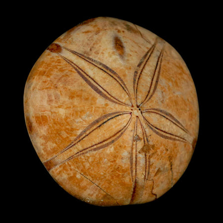 59MM Pygurus Marmonti Sea Urchin Fossil Sand Dollar Jurassic Age Madagascar