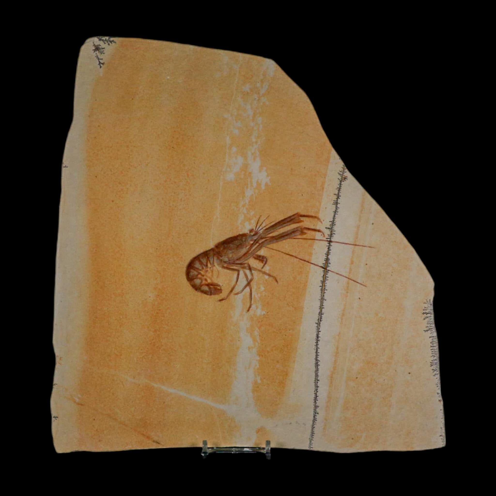 4.7" Mecochirus Fossil Lobster Upper Jurassic Age Solnhofen FM Germany Stand - Fossil Age Minerals