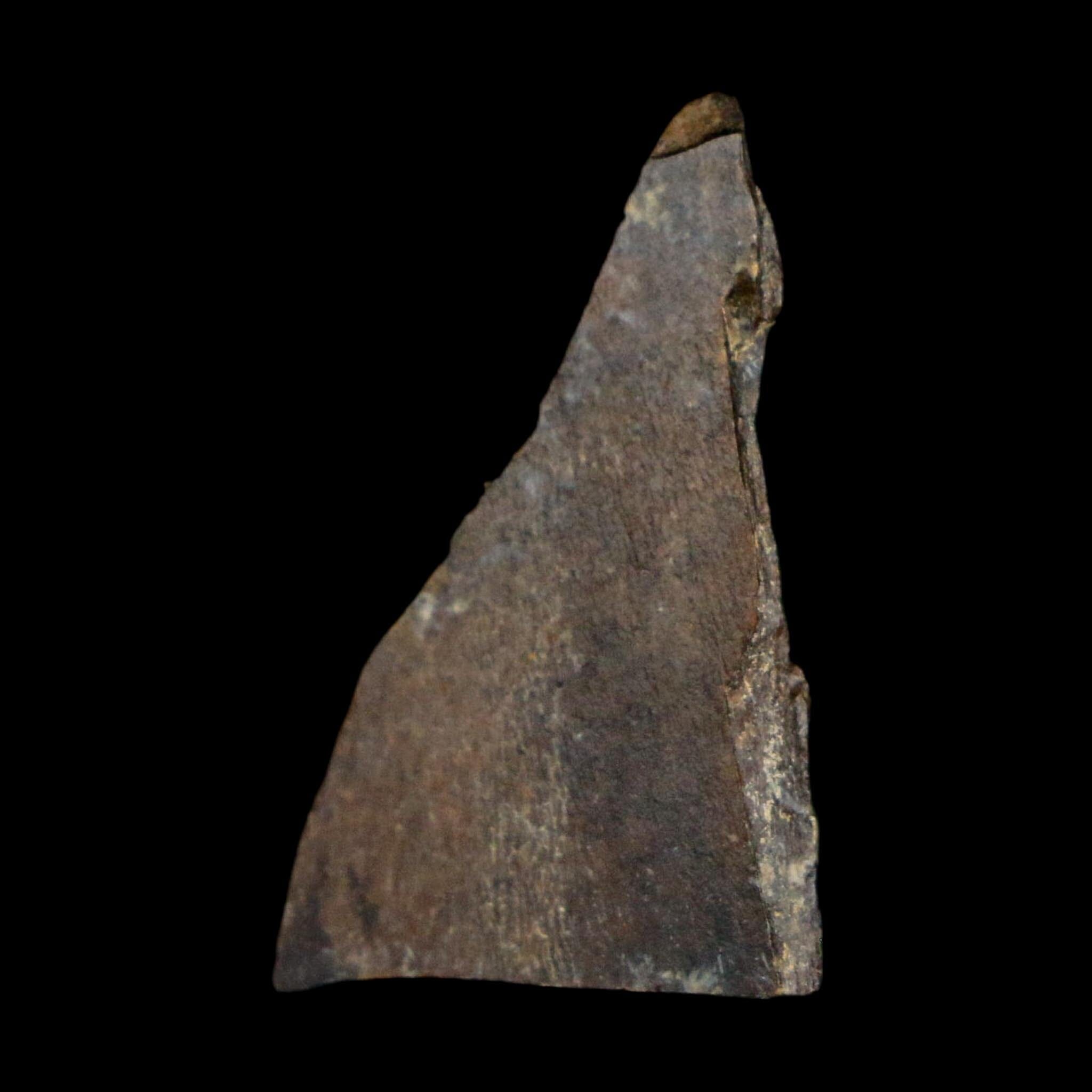 1" Tyrannosaurus Rex Fossil Tooth Section Lance Creek Cretaceous Dinosaur WY COA