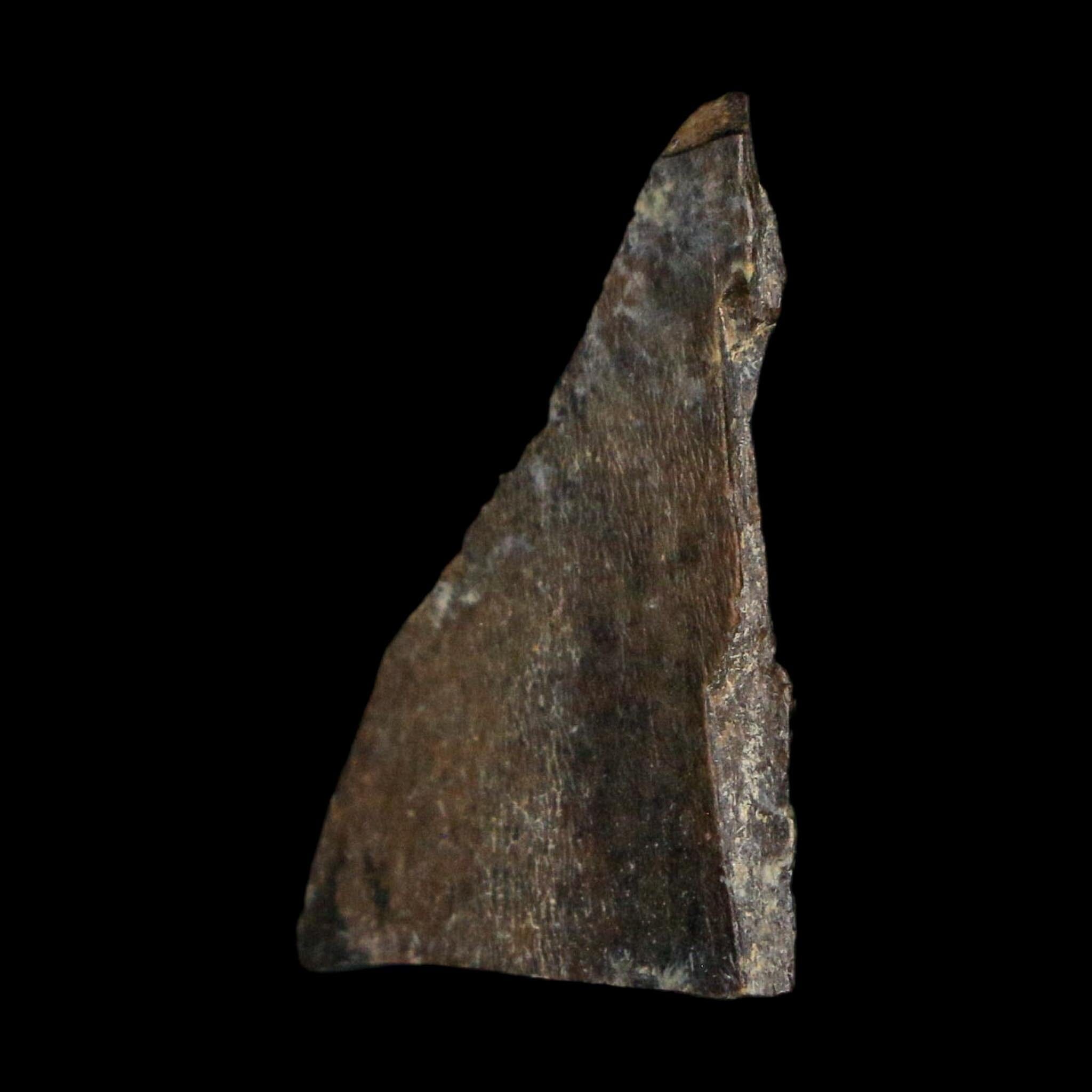 1" Tyrannosaurus Rex Fossil Tooth Section Lance Creek Cretaceous Dinosaur WY COA