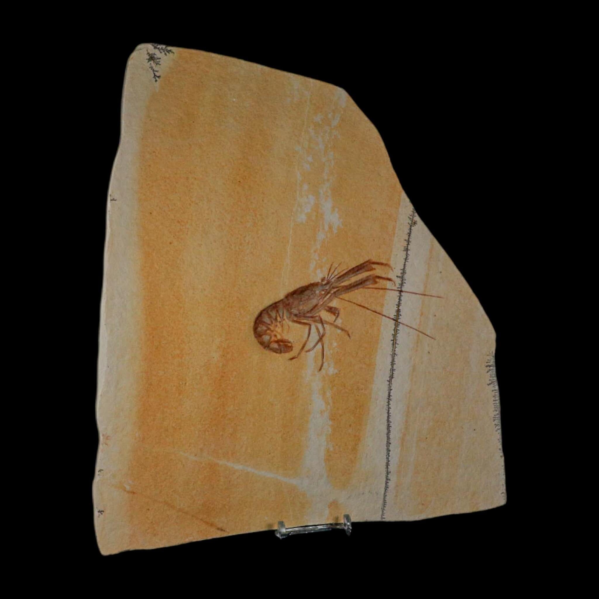 4.7" Mecochirus Fossil Lobster Upper Jurassic Age Solnhofen FM Germany Stand - Fossil Age Minerals