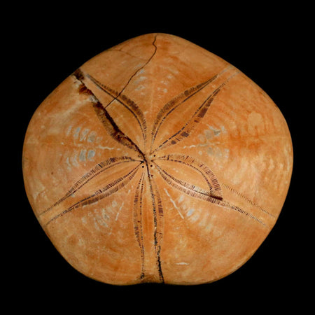 68MM Pygurus Marmonti Sea Urchin Fossil Sand Dollar Jurassic Age Madagascar
