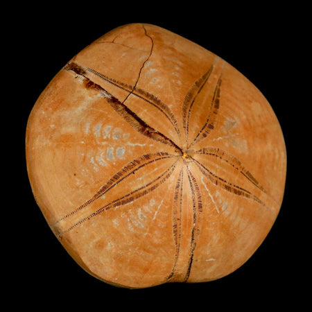 68MM Pygurus Marmonti Sea Urchin Fossil Sand Dollar Jurassic Age Madagascar