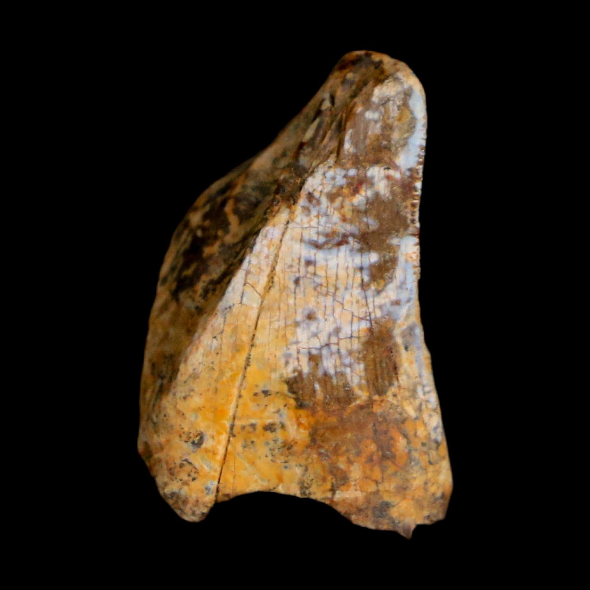 0.8" Tyrannosaurus Rex Fossil Tooth Section Lance Creek Cretaceous Dinosaur WY COA