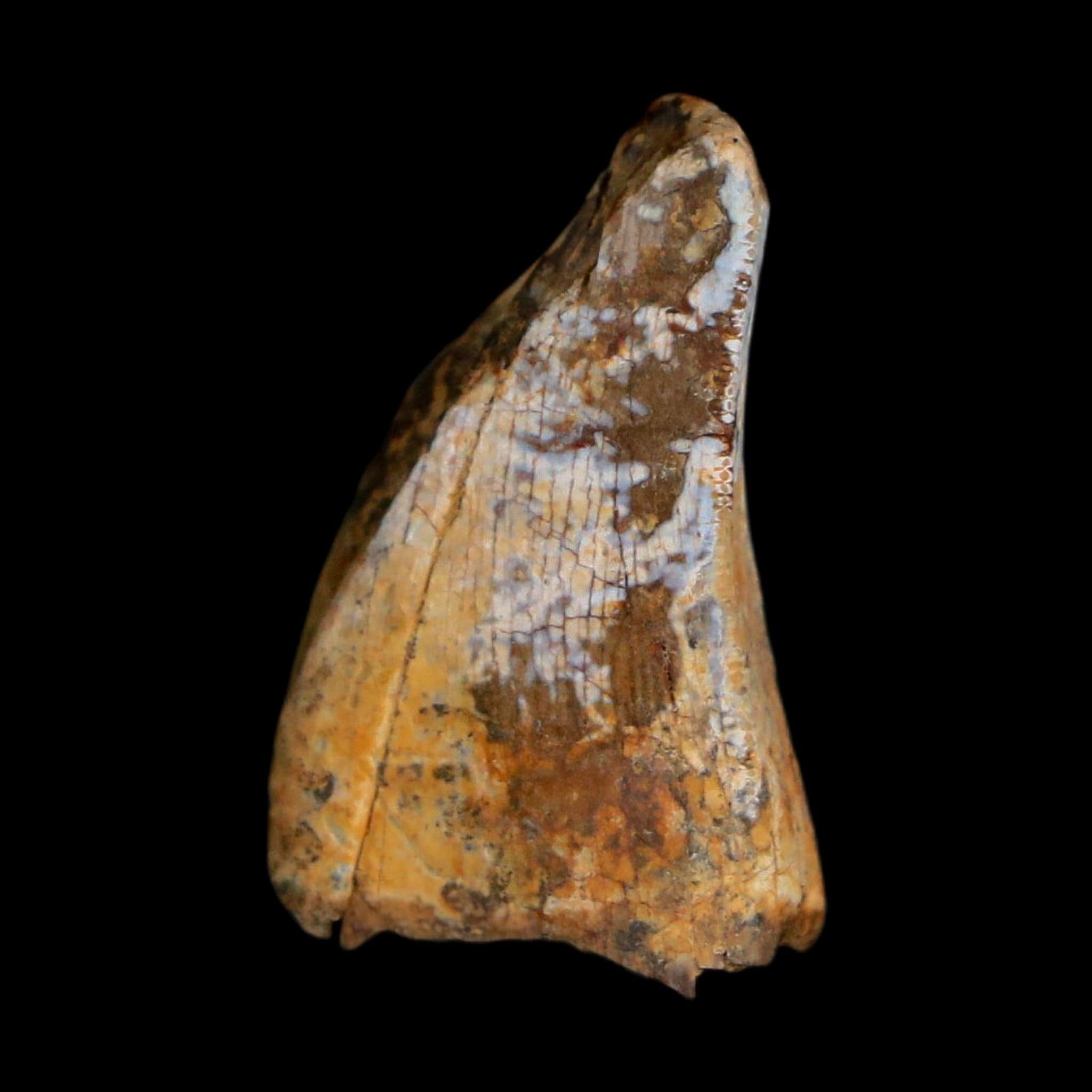0.8" Tyrannosaurus Rex Fossil Tooth Section Lance Creek Cretaceous Dinosaur WY COA