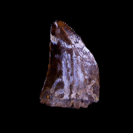 0.4" Nanotyrannus Tyrannosaurus Fossil Tooth Dinosaur Hell Creek MT COA Display