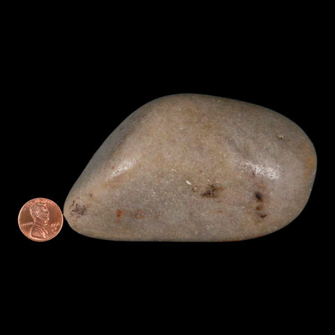 XL 4.3" Sauropod Dinosaur Stomach Stone Gastrolith Rock Gizzard Stone COA - Fossil Age Minerals