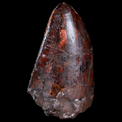 XL 1.3" Phytosaur Fossil Tooth Triassic Age Archosaur Redonda FM New Mexico COA - Fossil Age Minerals