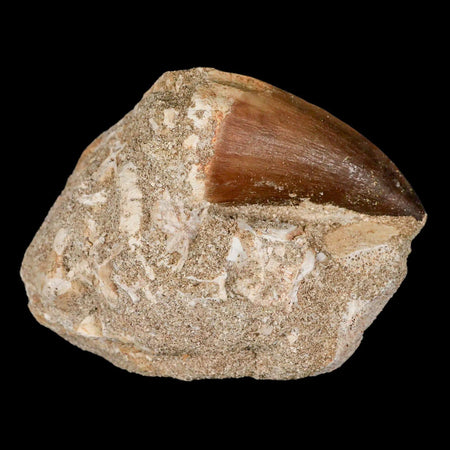 XL 2.2" Mosasaur Prognathodon Fossil Tooth In Matrix Cretaceous Dinosaur Era COA